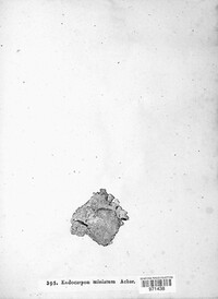 Dermatocarpon miniatum image